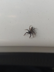 Araneae