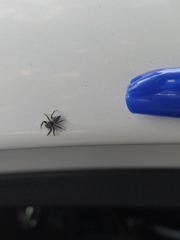 Araneae