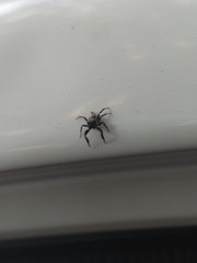 Araneae
