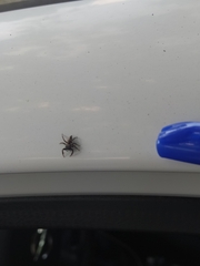 Araneae