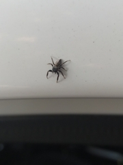 Araneae