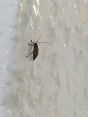 Atrypanius haldemani