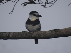 Notharchus hyperrhynchus