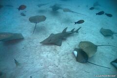 Rhynchobatus australiae