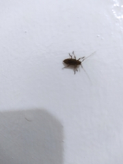 Atrypanius haldemani