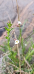 Mimulus gracilis
