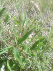Aspilia montevidensis