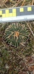 Echinofossulocactus pentacanthus