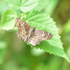 Caprona ransonnettii
