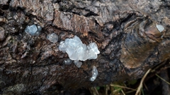 Tremella fuciformis