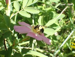 Bombus cryptarum