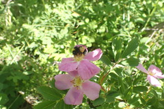 Bombus cryptarum