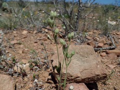Silene multinervia