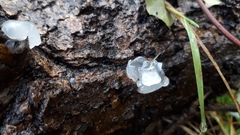 Tremella fuciformis
