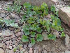 Dichondra occidentalis