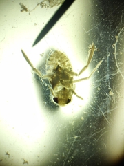 Corixoidea