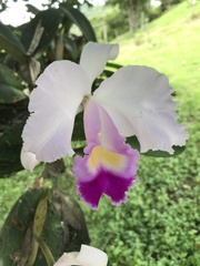 Cattleya