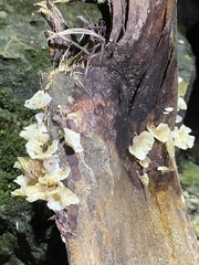 Cotylidia aurantiaca