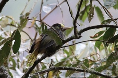 Psarocolius atrovirens