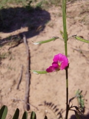 Tephrosia purpurea
