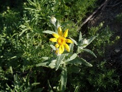 Monolopia lanceolata