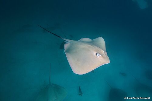 Pink Whipray, photo 5 of 10