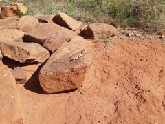Agama aculeata distanti