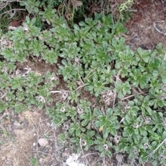 Pallenis maritima