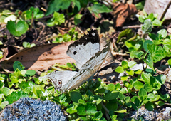 Protogoniomorpha duprei