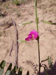 Tephrosia purpurea
