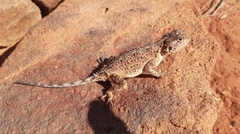 Agama aculeata distanti