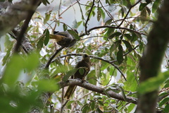 Psarocolius atrovirens