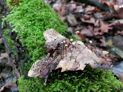 Marasmius bulliardii