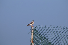 Falco sparverius dominicensis