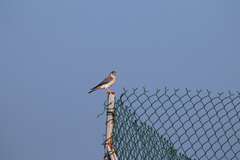 Falco sparverius dominicensis
