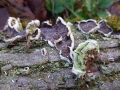 Auricularia mesenterica