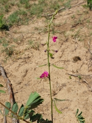 Tephrosia purpurea