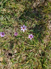 Sisyrinchium