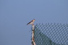 Falco sparverius dominicensis