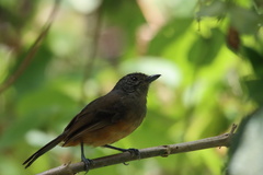 Thamnophilus caerulescens