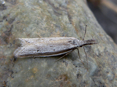 Pleurota
