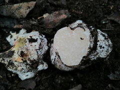 Mattirolomyces terfezioides