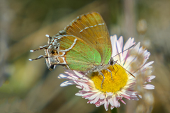 Callophrys xami