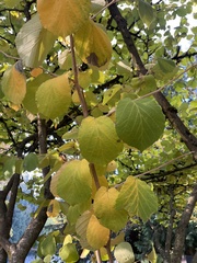 Hamamelis mollis