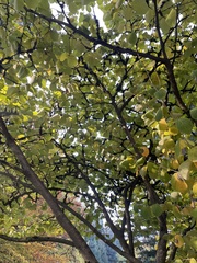 Hamamelis mollis