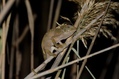 Chamaeleo chamaeleon