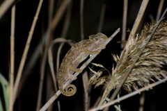 Chamaeleo chamaeleon