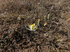 Albuca longipes