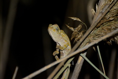 Chamaeleo chamaeleon