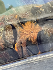 Eudistylia polymorpha